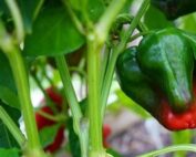 Poblano Peppers