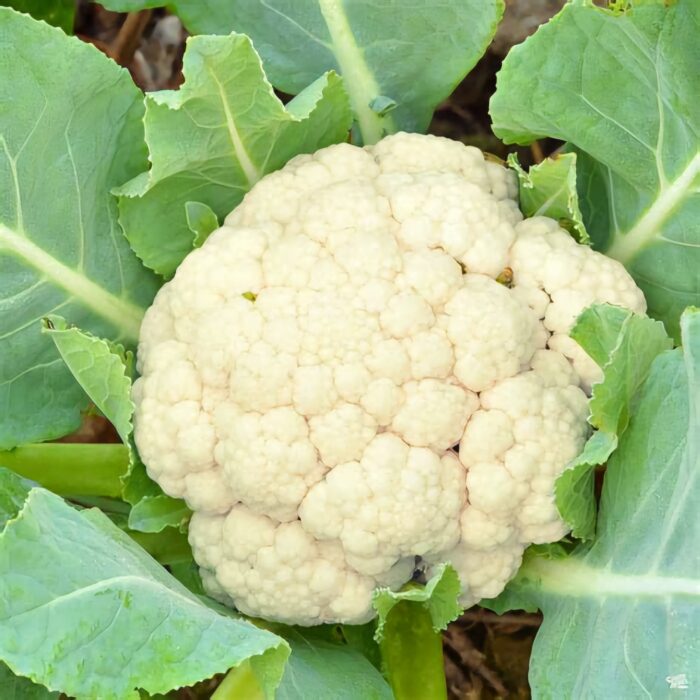 Cauliflower - Snowball