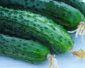 Cucumber Straight Eight