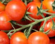 Sweet-Apertif-cherry tomato