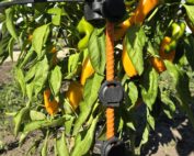 sweet banana peppers