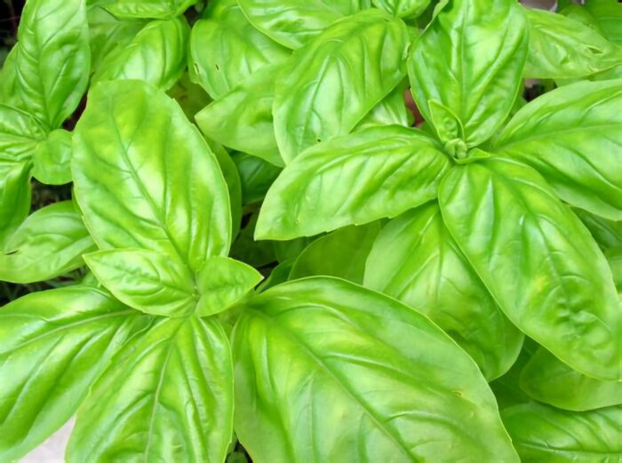 Basil - Sweet Large Leaf