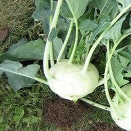 White Vienna Kohlrabi