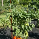 20200727_180200-864x1536