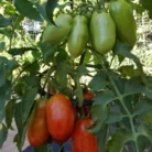 20200727_180235-864x1536