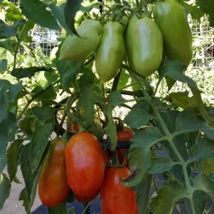 20200727_180235-864x1536 20200727_180235-864x1536