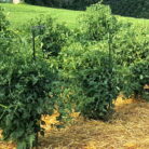a group of plants in a garden using Heavy Duty Indeterminate Tomato Plant Support Kit