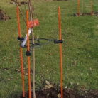 EZ Step Sapling Support Systems Img 3