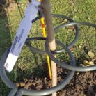 EZ Step Sapling Support Systems Img 4