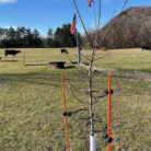 EZ Step Sapling Support Systems img 6