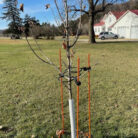 EZ Step Sapling Support Systems img 7