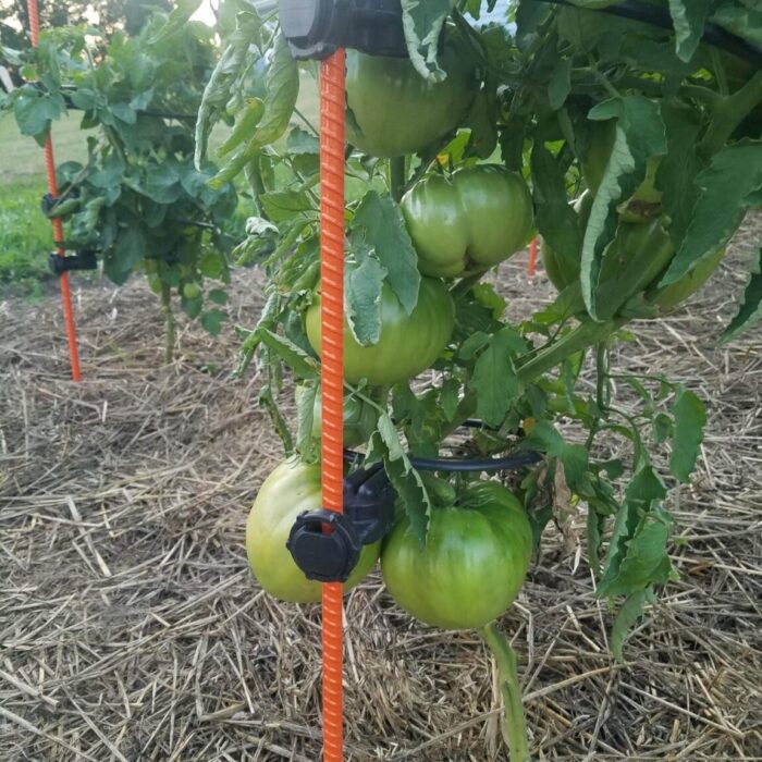 Resized_20230731_202039_360-1152x1536 Resized_20230731_202039_360-1152x1536