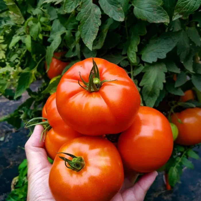 backyard-garden-plant-support-rings_0002-864x1536.jpeg backyard-garden-plant-support-rings_0002-864x1536.jpeg