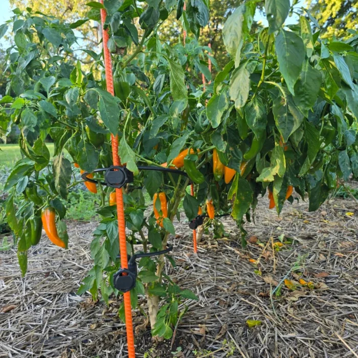 20240920_181433-1152x1536 20240920_181433-1152x1536