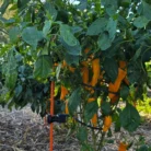 20240928_171217-946x2048