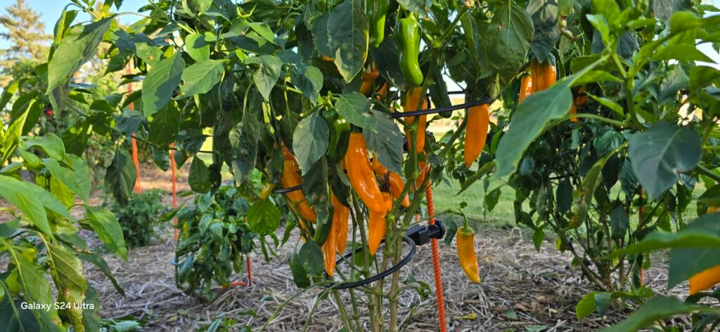 20240928_171253-1024x473 20240928_171253-1024x473