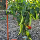 20240928_171537-1024x473