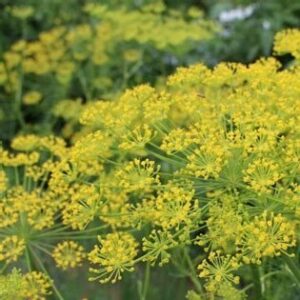 Dill Bouquet Seeds for Planting – Heirloom, Non-GMO, 150-200 Seeds