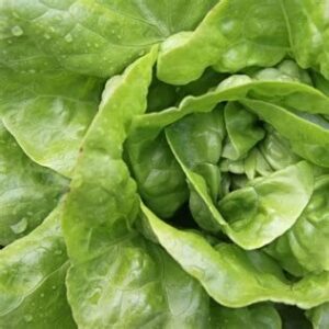 Lettuce - Buttercrunch