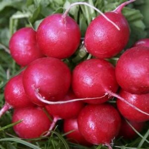 Radishes - Cherry Belle