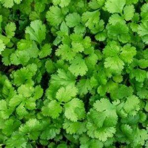 Cilantro Santo