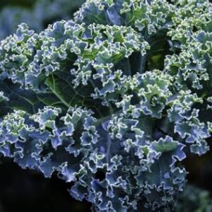 Kale - Dwarf Blue Curled