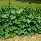 EZ-trellis-gardener-kit_0051-1024x576