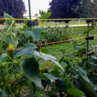 EZ-trellis-gardener-kit_0074-1024x576