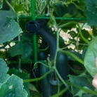 EZ-trellis-gardener-kit_0094-scaled