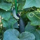 EZ-trellis-gardener-kit_0101-scaled