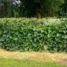 EZ-trellis-gardener-kit_0104-1024x576