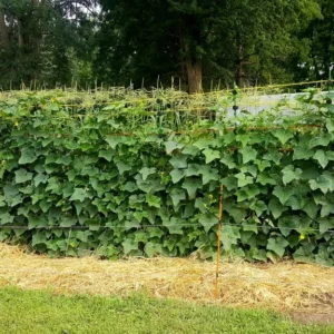 EZ Trellis System | Continues Trellis Fence