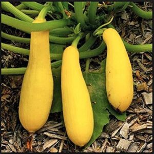 Squash - Early Prolific Straitneck