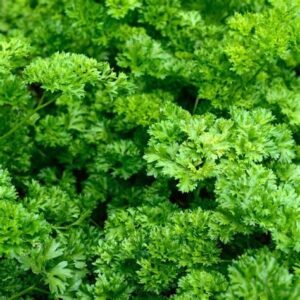 Parsley - Forest Green