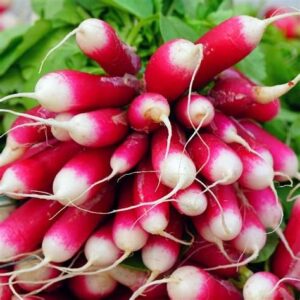 Radishes - Fresh Breakfast