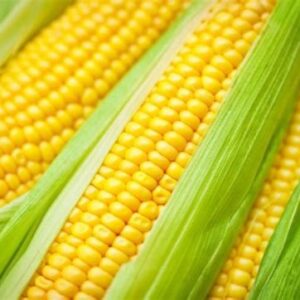Sweet Corn - Golden Bantam