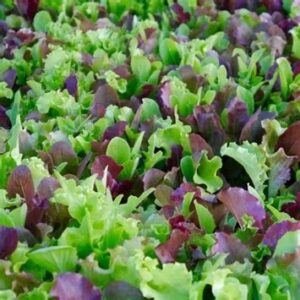 Lettuce - Leaf Lettuce - Gourmet Baby Mesclun Mix