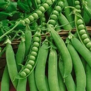 Peas - Green Arrow