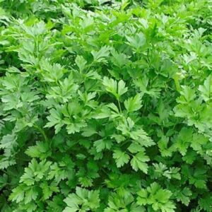 Parsley - Italian Dark Single (Seeds)