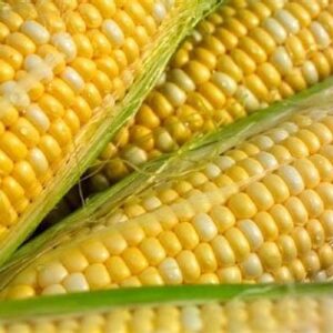 Sweet Corn - Jubilee