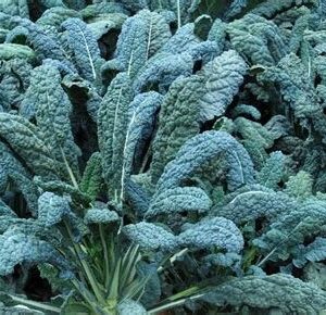 Kale - Lacinato