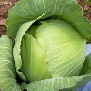 Cabbage - Late Flat Dutch