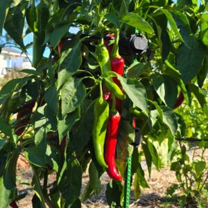 Peppers - Marconi Reed