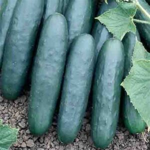 Cucumber - Marketmore