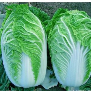 Cabbage - Michihili - Chinese Cabbage