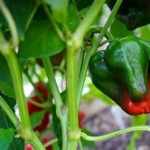 Peppers - Poblano
