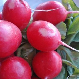 Radishes - Pink Beauty