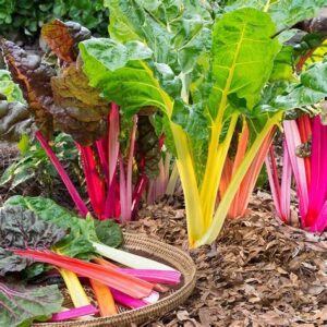 Swish Chard - Rainbow Mix