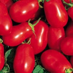 Paste Tomatoes - Roma VF Italian Seeds