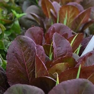 Romaine Lettuce - Rouge O'Hiver